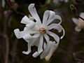 Magnolia stellata Royal Star Magnolia gwiaździsta Royal Star